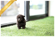 Rolly Teacup Puppies (SOLD to Backe)Fleur - Poodle. F.