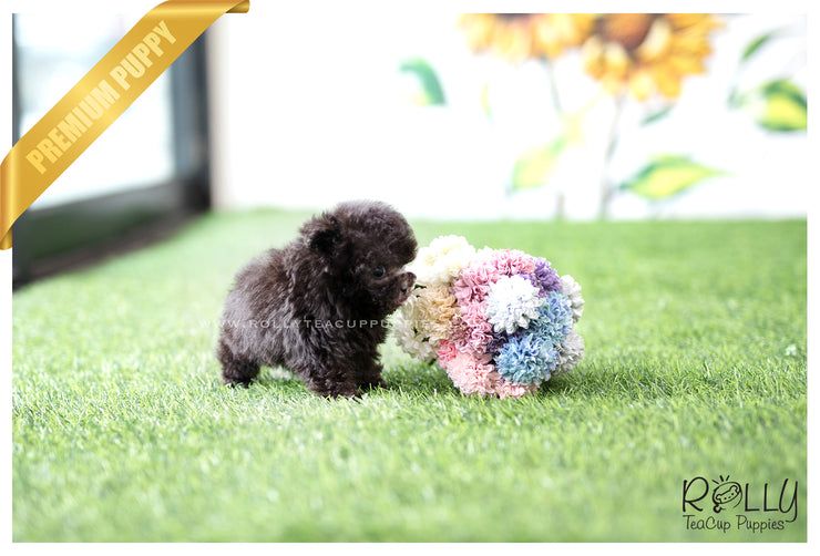 Rolly Teacup Puppies (SOLD to Backe)Fleur - Poodle. F.