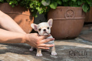 Rolly Teacup Puppies Chole - French Bulldog.