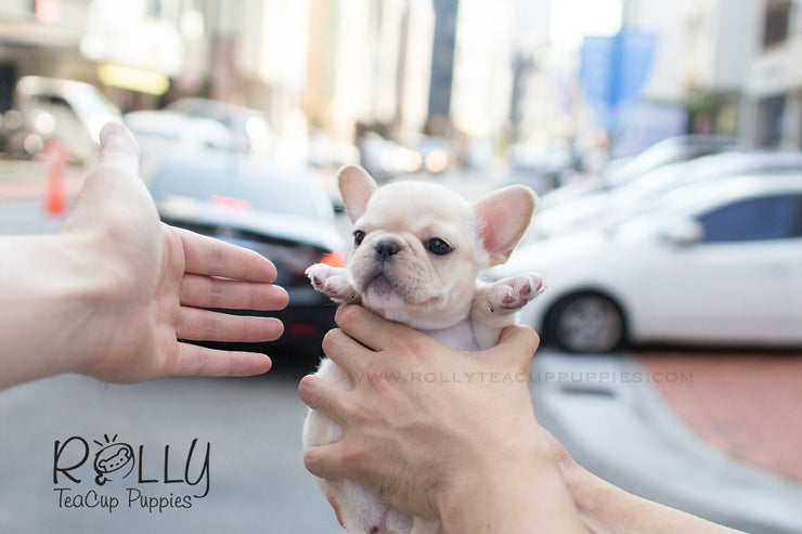Rolly Teacup Puppies Molly - French Bulldog.