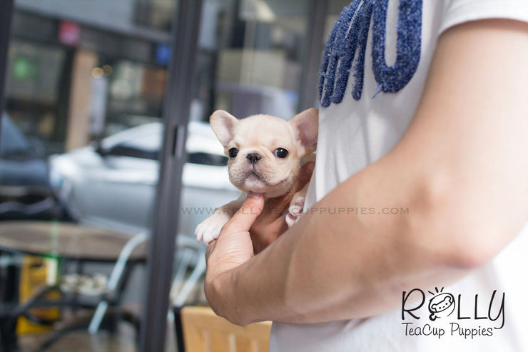 Rolly Teacup Puppies Molly - French Bulldog.
