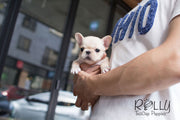 Rolly Teacup Puppies Molly - French Bulldog.