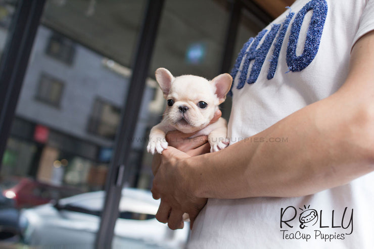 Rolly Teacup Puppies Molly - French Bulldog.