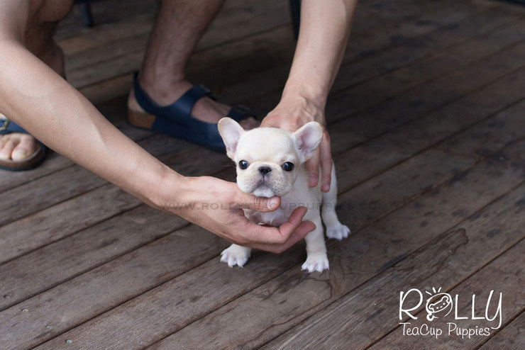 Rolly Teacup Puppies Molly - French Bulldog.