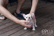 Rolly Teacup Puppies Molly - French Bulldog.