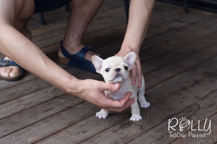 Rolly Teacup Puppies Molly - French Bulldog.
