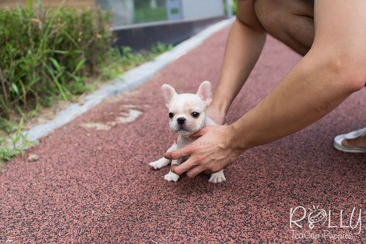 Rolly Teacup Puppies Ruben - French Bulldog. M.
