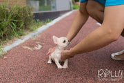 Rolly Teacup Puppies Ruben - French Bulldog. M.
