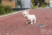 Rolly Teacup Puppies Ruben - French Bulldog. M.