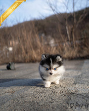 FREYA - FEMALE (PURCHASED by CHEN)