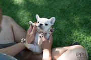 Rolly Teacup Puppies (Purchased by Nourani) Frosty - French Bulldog. M.