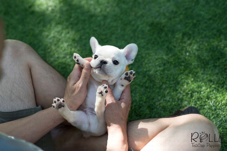 Rolly Teacup Puppies (Purchased by Nourani) Frosty - French Bulldog. M.