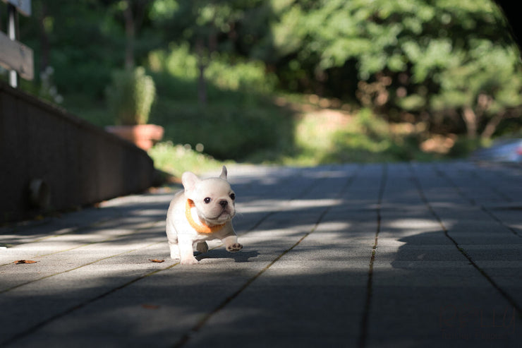 Rolly Teacup Puppies (Purchased by Nourani) Frosty - French Bulldog. M.