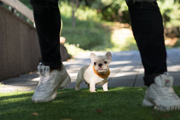 Rolly Teacup Puppies (Purchased by Nourani) Frosty - French Bulldog. M.
