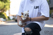 Rolly Teacup Puppies (Purchased by Nourani) Frosty - French Bulldog. M.