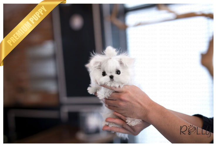 Rolly Teacup Puppies (Purchased by Kim) Frosty - Maltese. M.