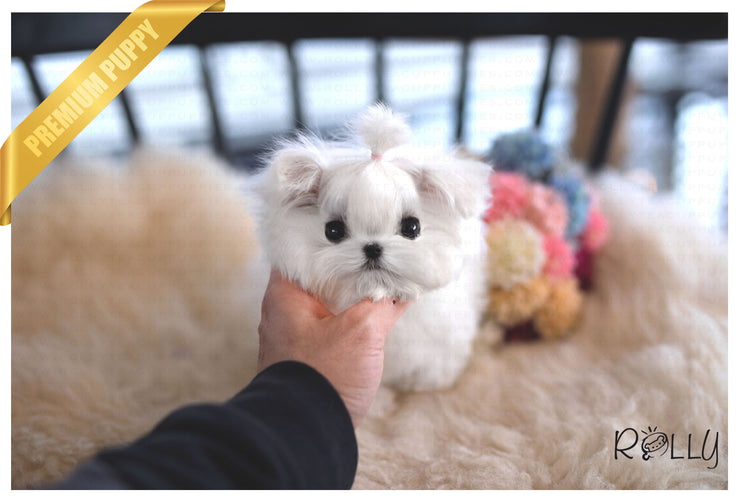 Rolly Teacup Puppies (Purchased by Kim) Frosty - Maltese. M.