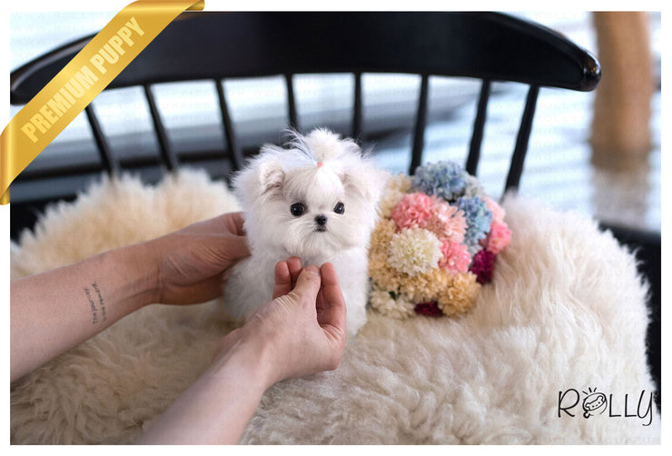 Rolly Teacup Puppies (Purchased by Kim) Frosty - Maltese. M.