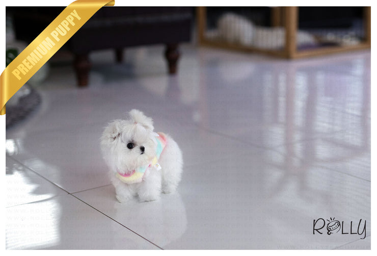 Rolly Teacup Puppies (Purchased by Kim) Frosty - Maltese. M.