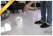 Rolly Teacup Puppies (Purchased by Kim) Frosty - Maltese. M.
