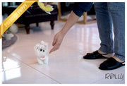 Rolly Teacup Puppies (Purchased by Kim) Frosty - Maltese. M.