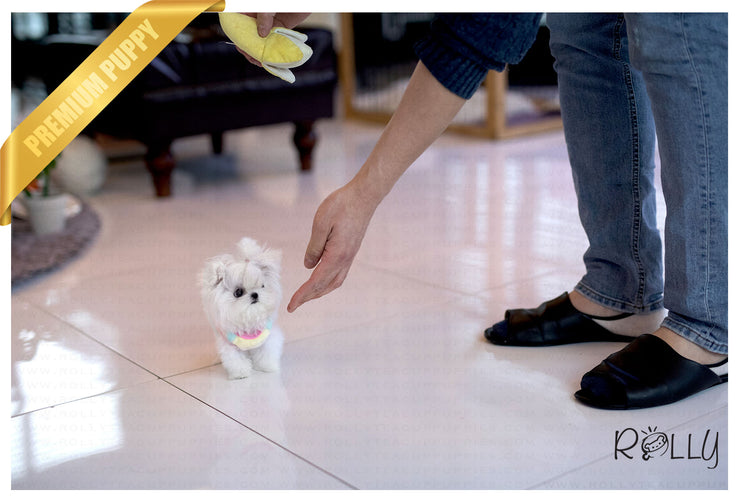 Rolly Teacup Puppies (Purchased by Kim) Frosty - Maltese. M.