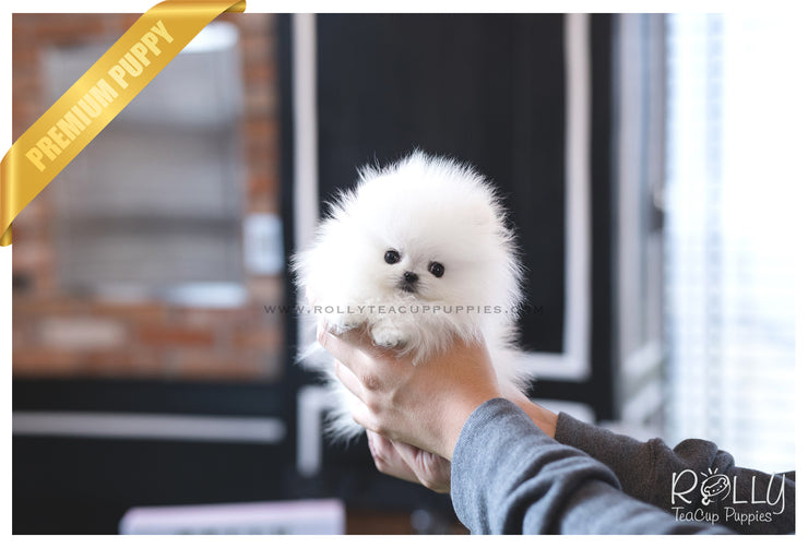 Rolly Teacup Puppies (SOLD to Kafati) Frosty - Pomeranian. M.
