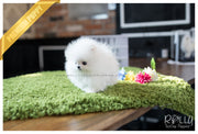 Rolly Teacup Puppies (SOLD to Kafati) Frosty - Pomeranian. M.