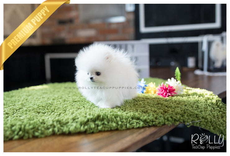 Rolly Teacup Puppies (SOLD to Kafati) Frosty - Pomeranian. M.
