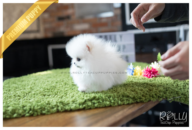 Rolly Teacup Puppies (SOLD to Kafati) Frosty - Pomeranian. M.