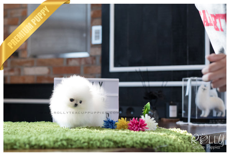 Rolly Teacup Puppies (SOLD to Kafati) Frosty - Pomeranian. M.