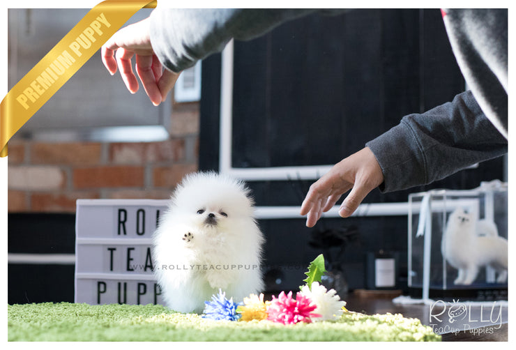 Rolly Teacup Puppies (SOLD to Kafati) Frosty - Pomeranian. M.