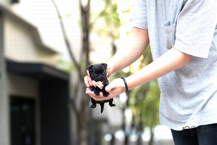 Rolly Teacup Puppies (Purchased by Kobernick) Fudge - Pug. F.