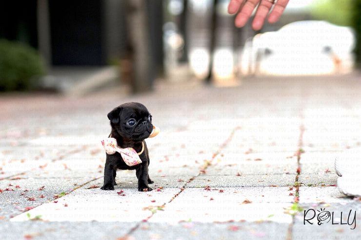 Rolly Teacup Puppies (Purchased by Kobernick) Fudge - Pug. F.