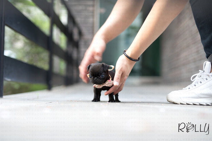 Rolly Teacup Puppies (Purchased by Kobernick) Fudge - Pug. F.