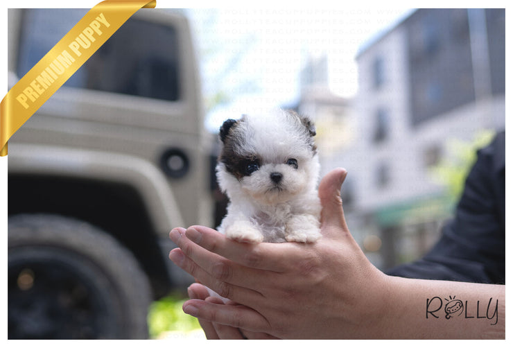 Rolly Teacup Puppies (PURCHASED by BOENDER) GISSEL - Maltipoo. F.