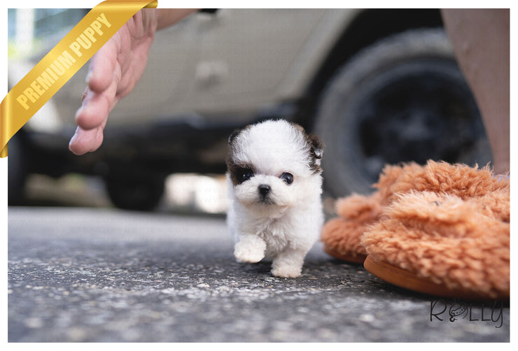Rolly Teacup Puppies (PURCHASED by BOENDER) GISSEL - Maltipoo. F.