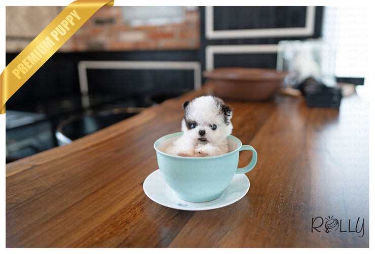 Rolly Teacup Puppies (PURCHASED by BOENDER) GISSEL - Maltipoo. F.