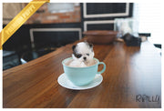 Rolly Teacup Puppies (PURCHASED by BOENDER) GISSEL - Maltipoo. F.