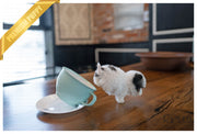 Rolly Teacup Puppies (PURCHASED by BOENDER) GISSEL - Maltipoo. F.