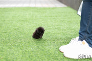 Rolly Teacup Puppies (Purchased by Augustin) Gizmo - Pekingese. M.