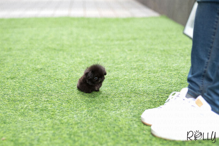 Rolly Teacup Puppies (Purchased by Augustin) Gizmo - Pekingese. M.