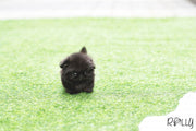 Rolly Teacup Puppies (Purchased by Augustin) Gizmo - Pekingese. M.