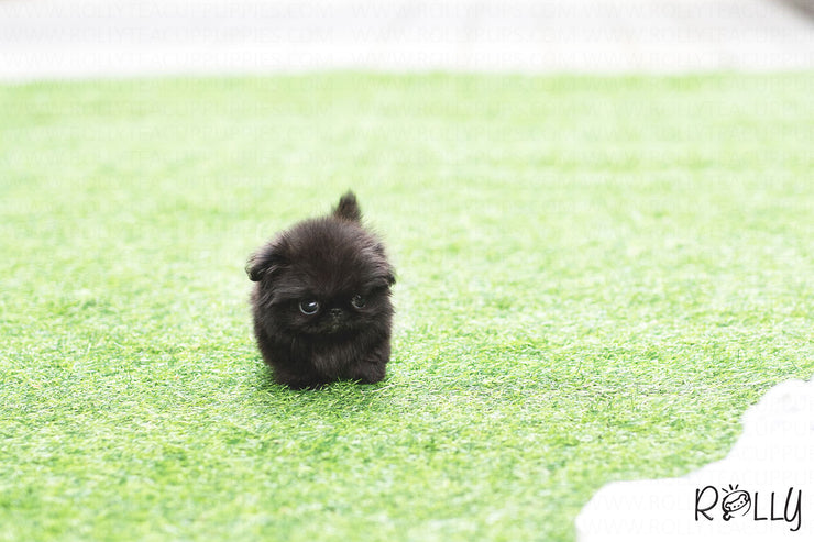 Rolly Teacup Puppies (Purchased by Augustin) Gizmo - Pekingese. M.