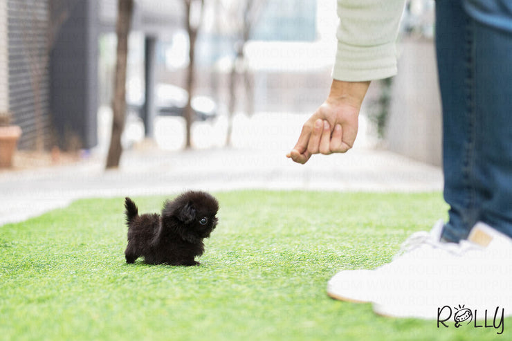 Rolly Teacup Puppies (Purchased by Augustin) Gizmo - Pekingese. M.