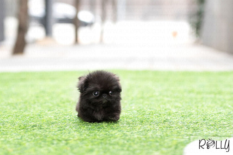 Rolly Teacup Puppies (Purchased by Augustin) Gizmo - Pekingese. M.
