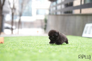 Rolly Teacup Puppies (Purchased by Augustin) Gizmo - Pekingese. M.