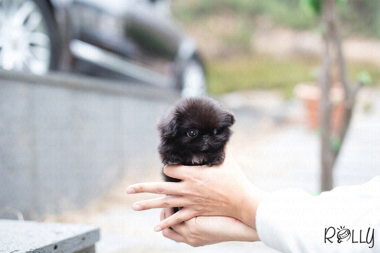 Rolly Teacup Puppies (Purchased by Augustin) Gizmo - Pekingese. M.