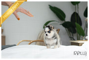 Rolly Teacup Puppies GLACIER - FEMALE (PURCHASED by MIKOLAJCZYK).