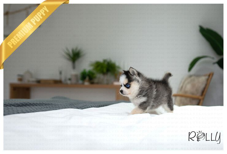 Rolly Teacup Puppies GLACIER - FEMALE (PURCHASED by MIKOLAJCZYK).